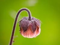 Bachnelkenwurz Blüte